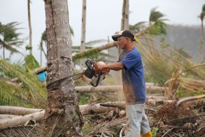 Cutting down coco lumber to make shelters
