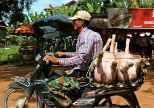 Live pigs on the back of a motor bike - a common sight on the roads of Cambodia