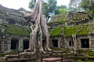 Tree sprouting from the enigmatic ruins of Ta Prohm