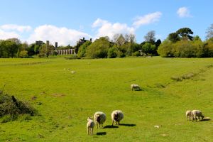 Sheep grazing on the site of the Battle of Hastings - the army of King Harold was on the crest of the hill