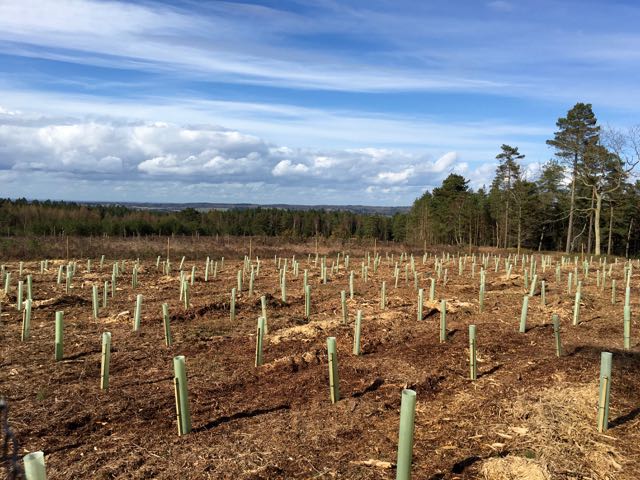 The Foster christmas tree plantation on Winterfold Heath - need to wait a bit now!