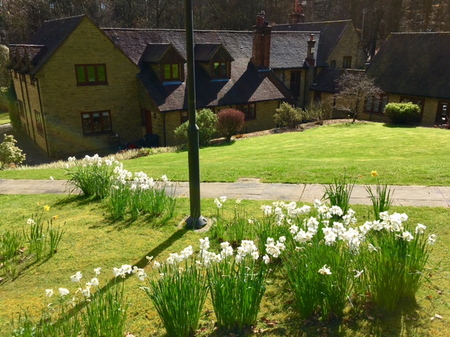 Spring daffodils at Winterfold Cottage